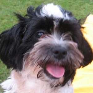 Meet your Posher, Sandy